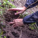 Jornada de Plantación