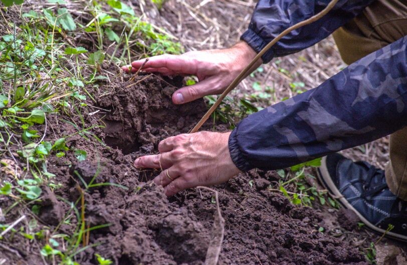 Mercedes plantará un árbol por cada camión vendido en 2022