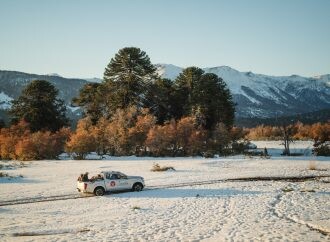 Nissan Argentina participó en la restauración del único bosque de Araucaria araucana del mundo