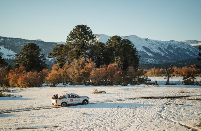 Nissan Argentina participó en la restauración del único bosque de Araucaria araucana del mundo